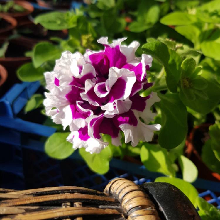 Plant image Petunia 'Purple Pirouette'