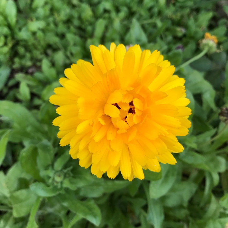 Plant image Calendula officinalis 'Costa Mix'