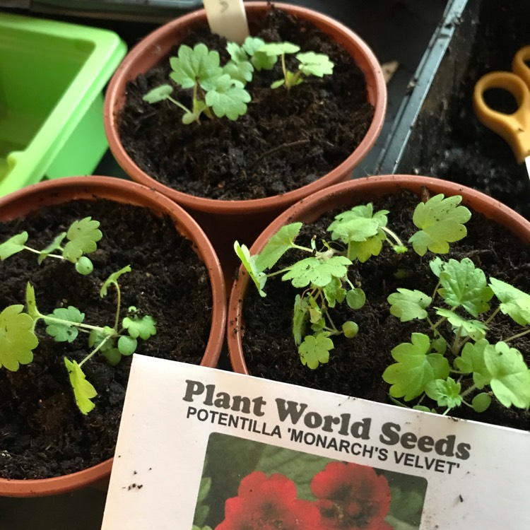 Plant image Potentilla thurberi amorubens 'Monarch's Velvet'