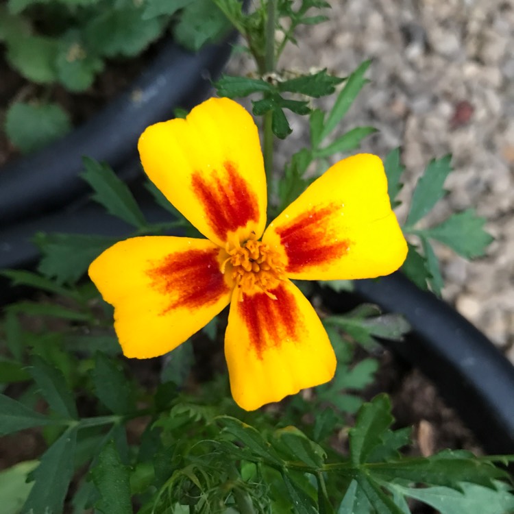 Plant image Tagetes tenuifolia 'Ornament'