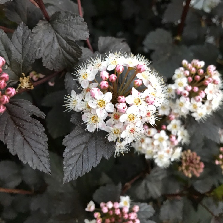 Plant image Physocarpus opulifolius 'Minall2' syn. Physocarpus opulifolius 'All Black'