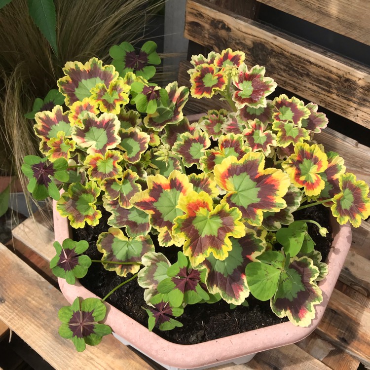 Plant image Pelargonium 'Contrast'