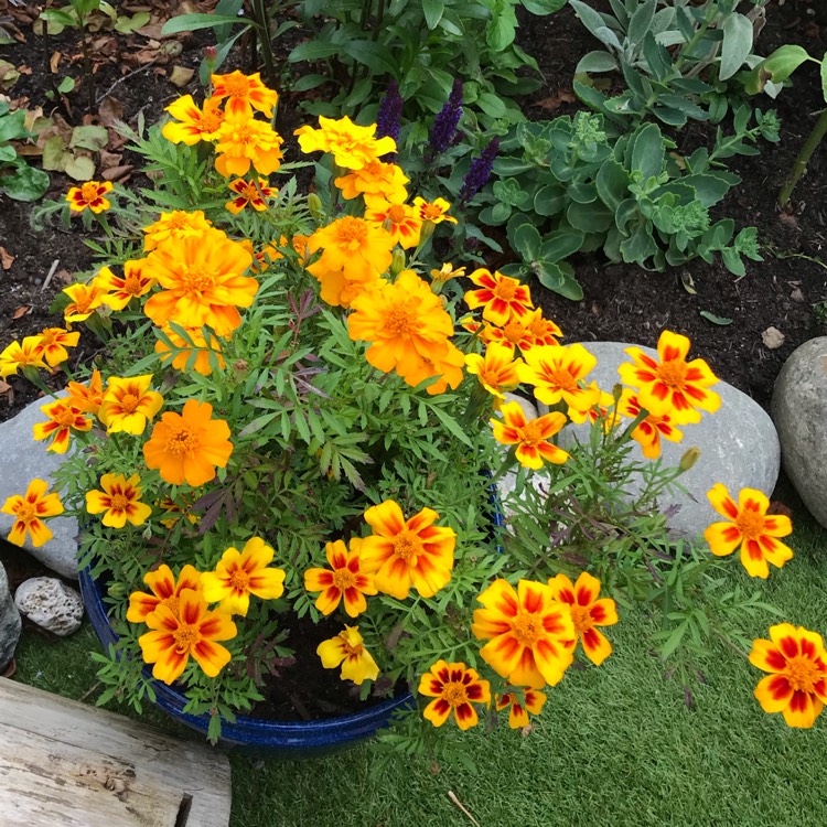 Plant image Tagetes Patula 'Safari mixture'