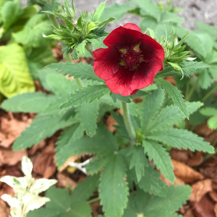 Plant image Potentilla thurberi amorubens 'Monarch's Velvet'