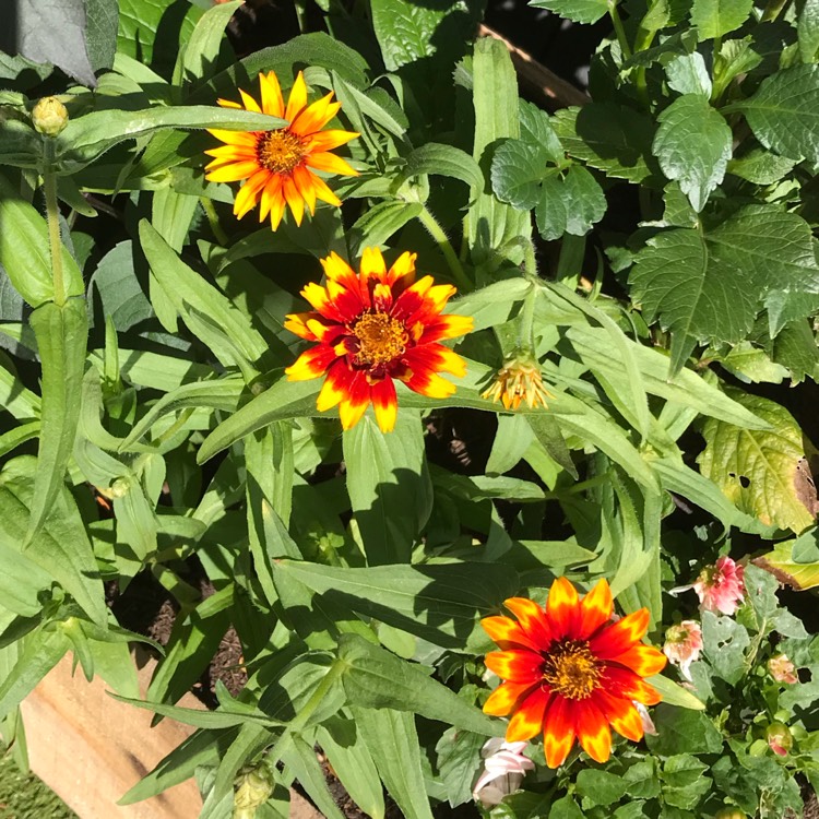 Plant image Zinnia elegans 'Zowie! Yellow Flame'