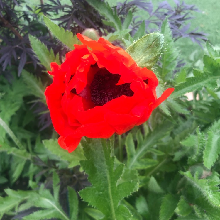 Plant image Papaver somniferum 'Giganteum'