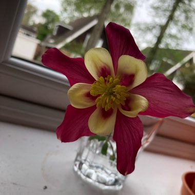 Columbine