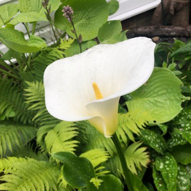 Arum Lily 'Crowborough'