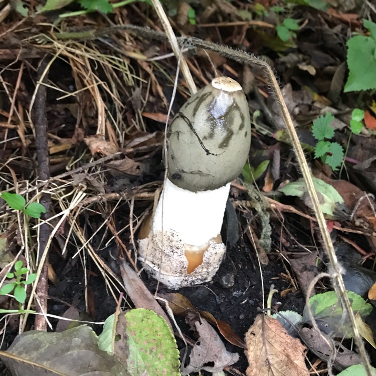 Plant image Phallus impudicus