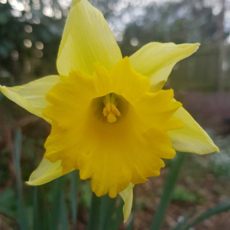 Plant image Narcissus pseudonarcissus