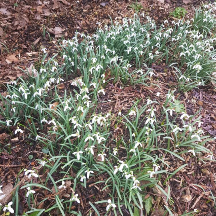 Plant image Galanthus