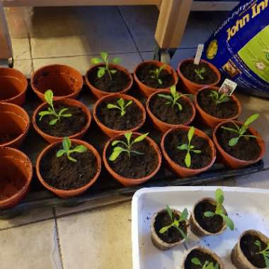 Osteospermum ecklonis 'Daisy Mae' Mix