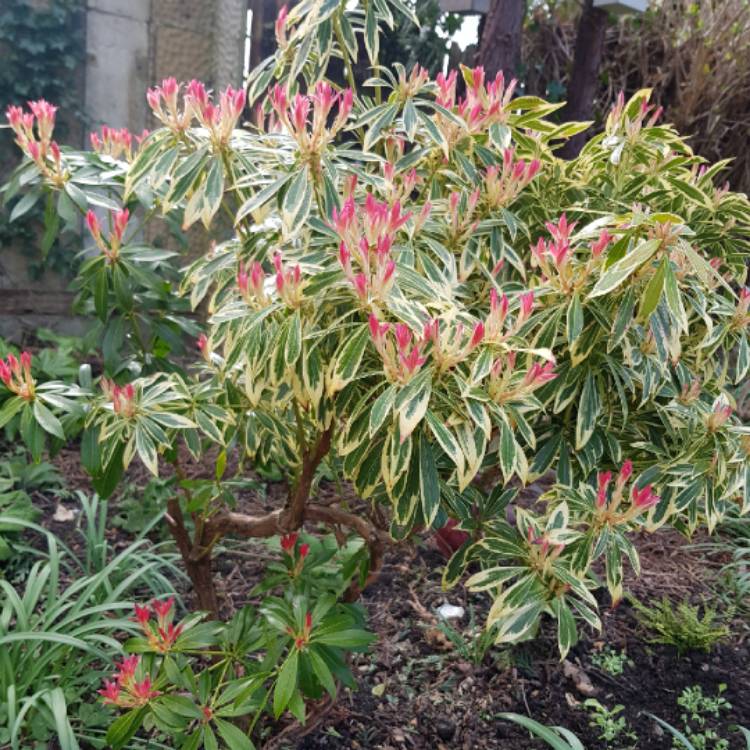 Plant image Pieris 'Flaming Silver'