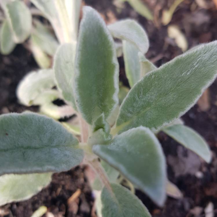 Plant image Stachys