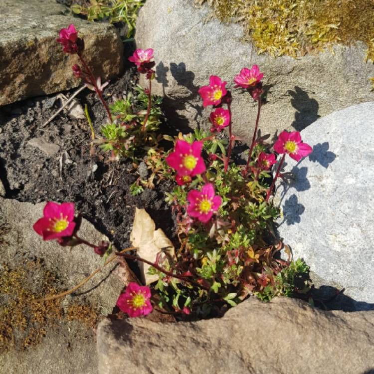 Plant image Saxifraga x arendsii 'Alpino Early Picotee'