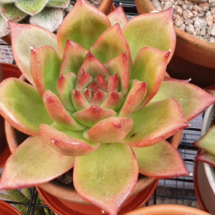 Plant image Echeveria Agavoides Frank Reinelt