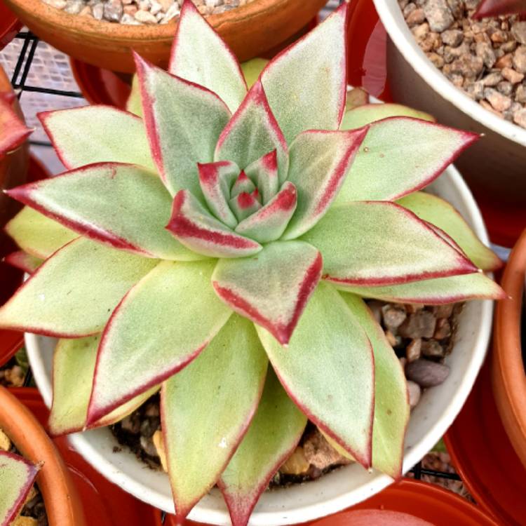 Plant image Echeveria Agavoides Electra