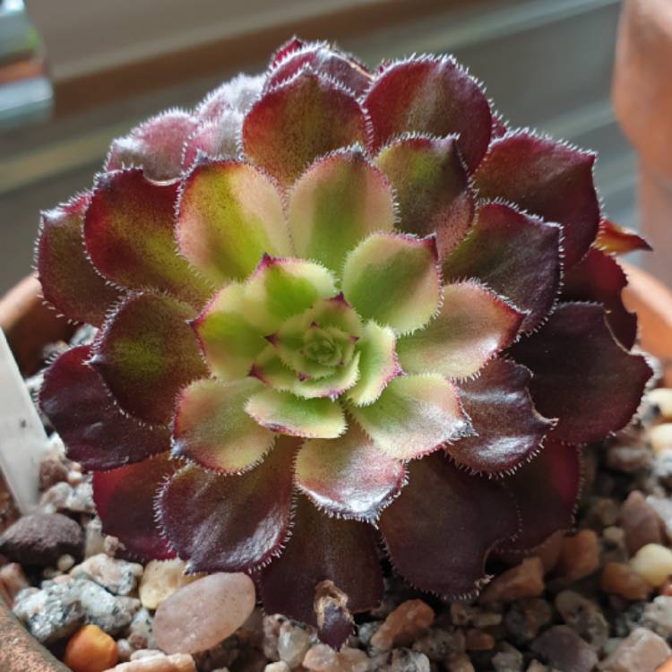 Plant image Aeonium 'Mardi Gras' 