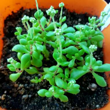 Crassula Radicans