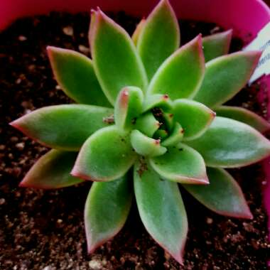 Echeveria Agavoides Red Edge