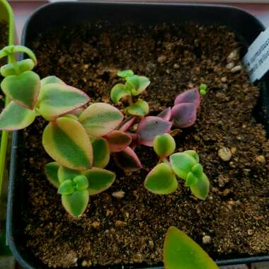 Crassula Pellucida subsp. Marginalis