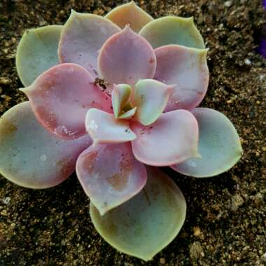 Echeveria Lilacina