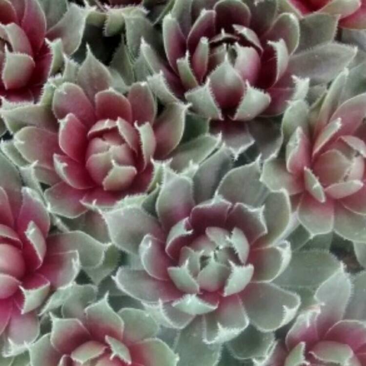 Plant image Sempervivum Ruby Heart