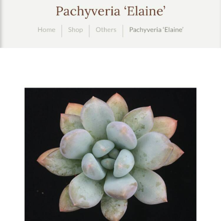 Plant image x Pachyveria Elaine