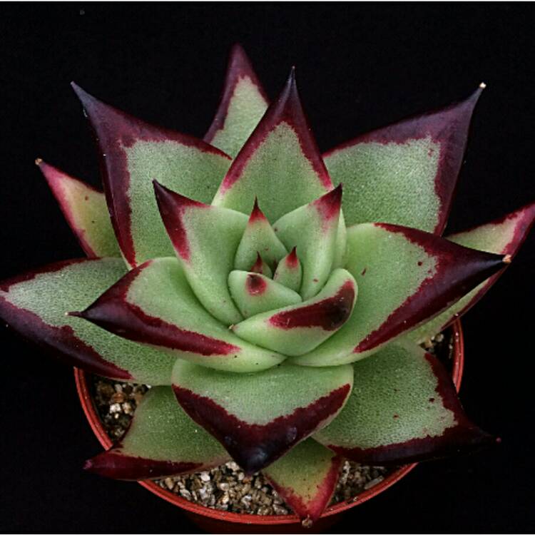 Plant image Echeveria Agavoides Ebony