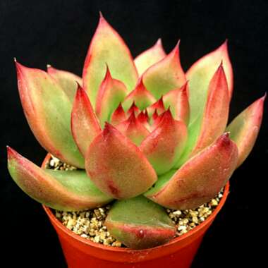 Echeveria Agavoides Frank Reinelt