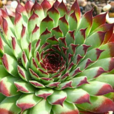 Sempervivum Calcareum Extra