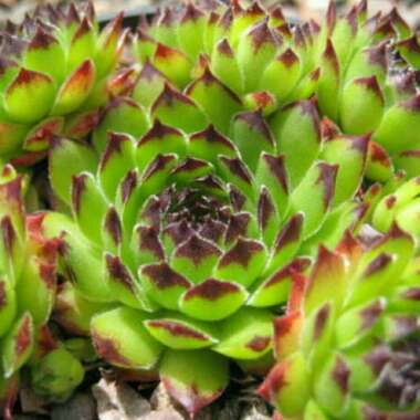 Sempervivum Reinhardt