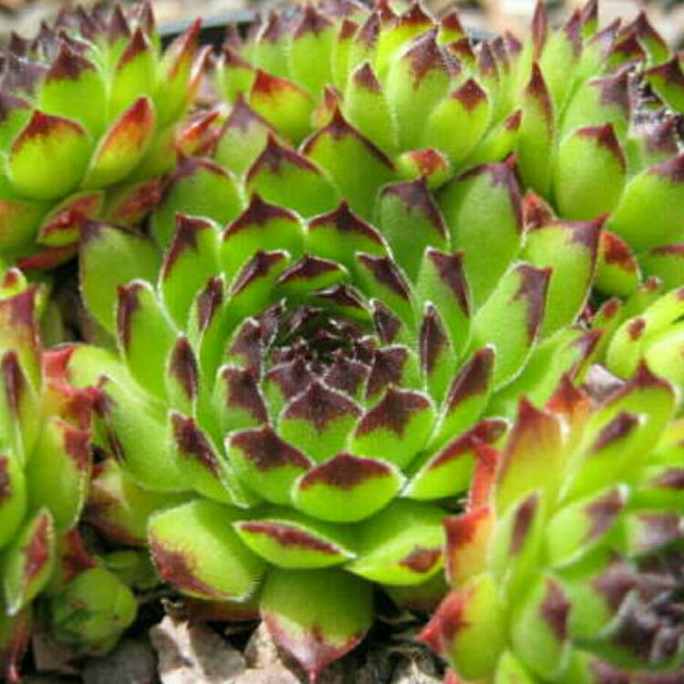 Plant image Sempervivum Reinhardt