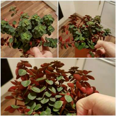 Peperomia Verticillata