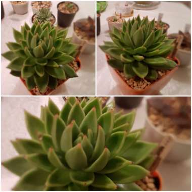 Echeveria Green Waterlily