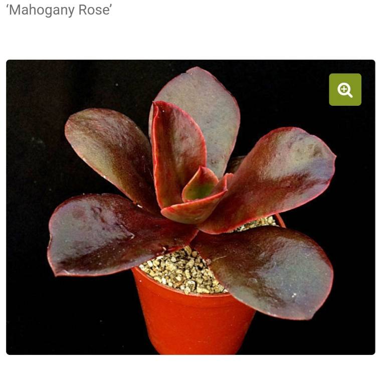 Plant image Echeveria Mahogany Rose