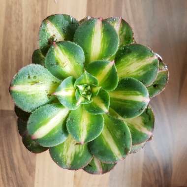 Aeonium Sunburst