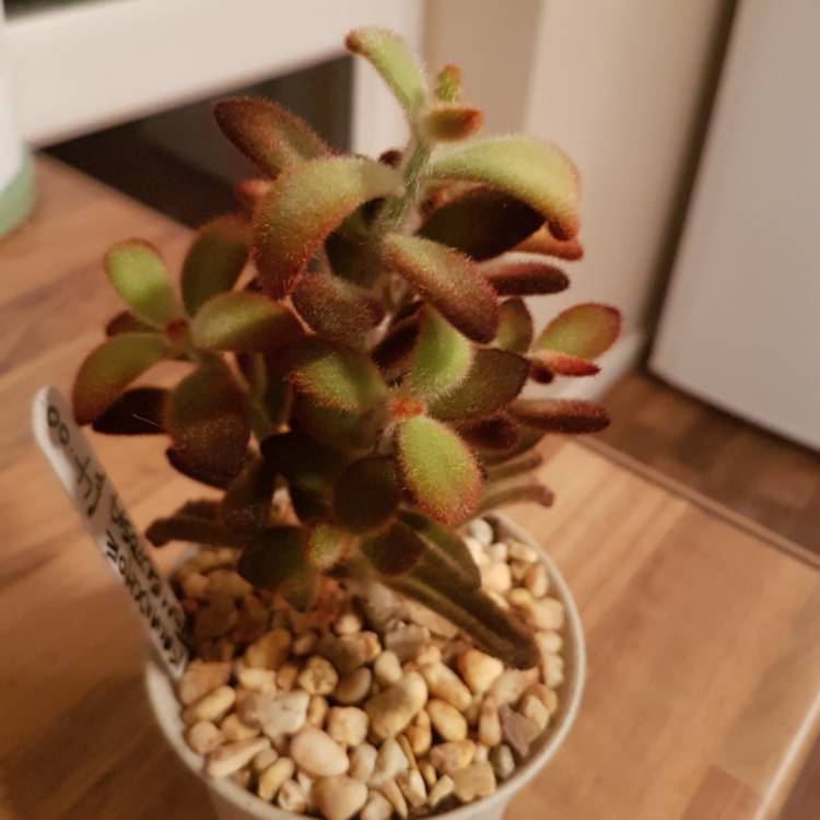 Plant image Kalanchoe Tomentosa 'Chocolate Soldier'