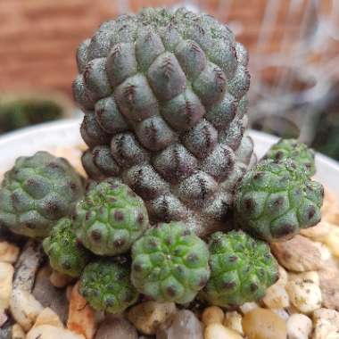 Rebutia canigueralii syn. Sulcorebutia tarabucoensis