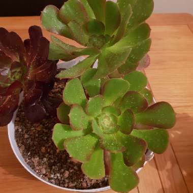 Aeonium Blushing Beauty