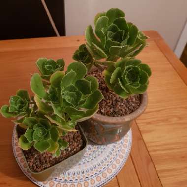 Aeonium Balsamiferum