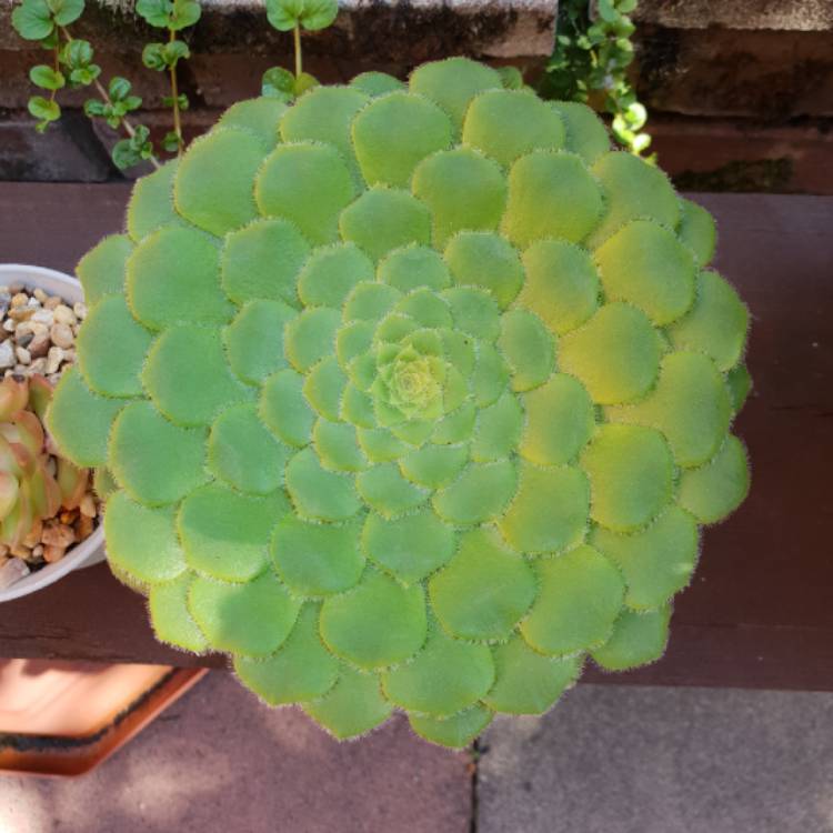 Plant image Aeonium Tabuliforme