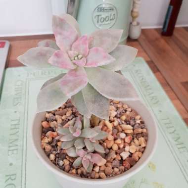 Graptopetalum Victor Kane