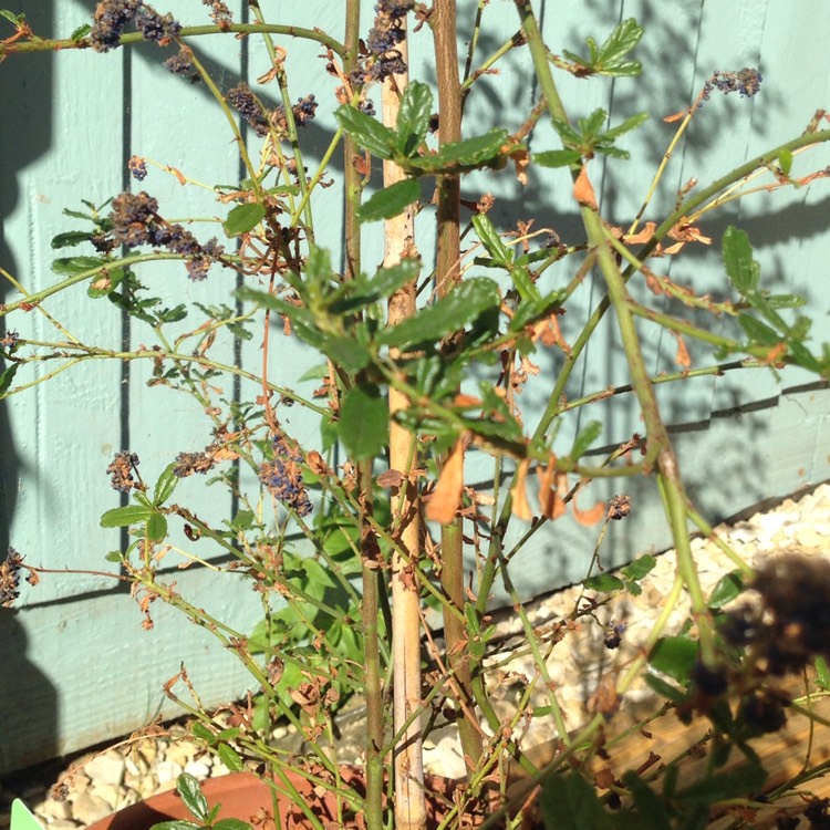 Plant image Ceanothus 'Italian Skies'