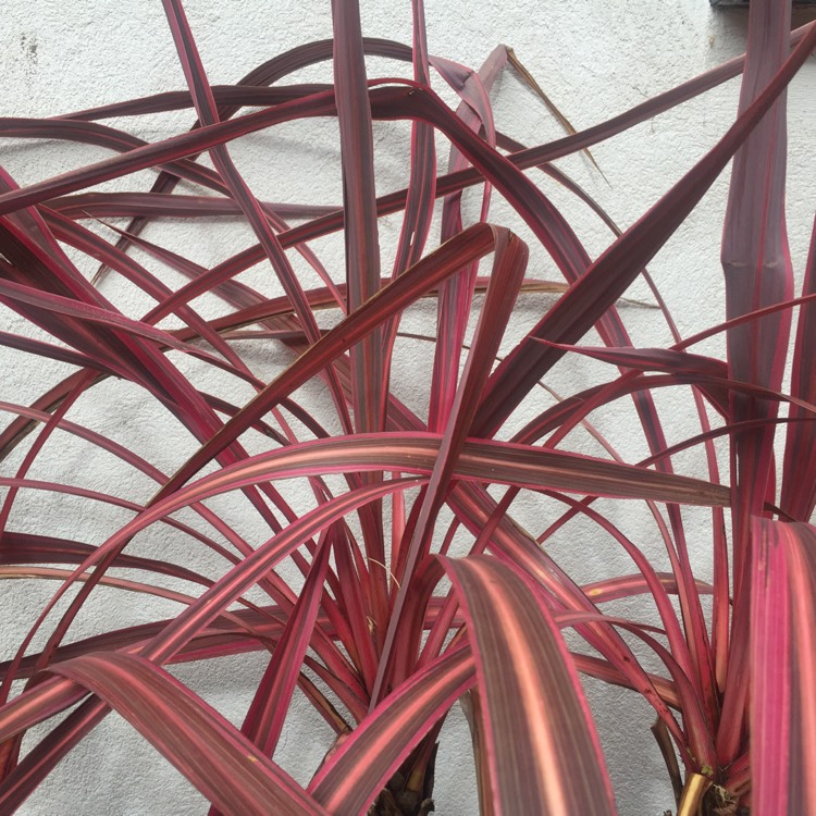 Plant image Cordyline australis 'Pink Passion'