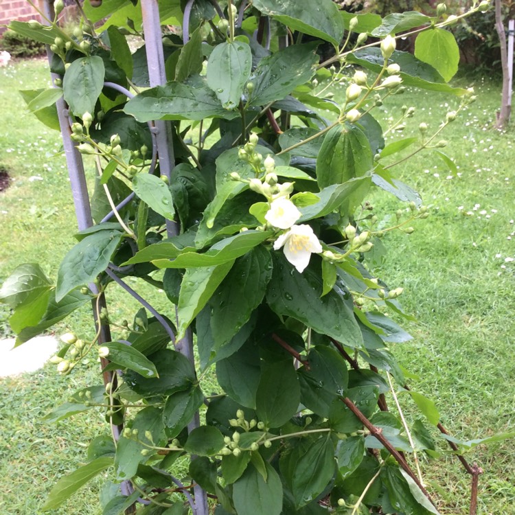 Plant image Philadelphus Coronarius