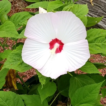 Plant image Hibiscus moscheutos 'Balhibwhi' (Luna Series) syn. Hibiscus moscheutos 'Luna White'