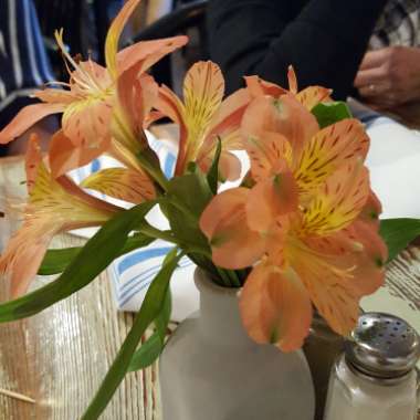 Peruvian Lily