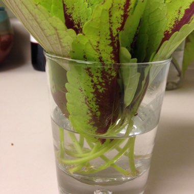 Solenostemon scutellarioides  syn. Plectranthus scutellarioides, Coleus scutellarioides, Coleus blumei