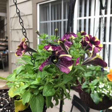 Petunia 'Blackberry Mojito'